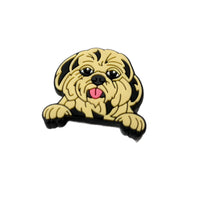 Shih tzu dog